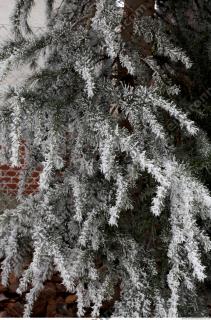 frozen hedge 0002